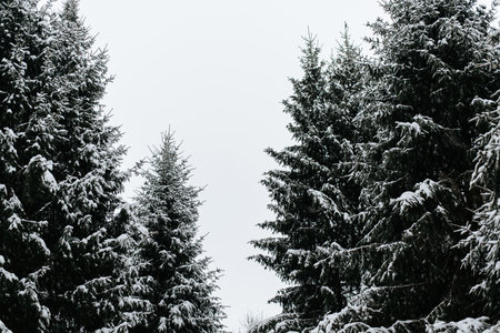 Close-up of Christmas tree covered with snow in winter forest.の写真素材