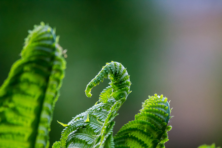 Green fern looking like a dragon with green backgroundのeditorial素材