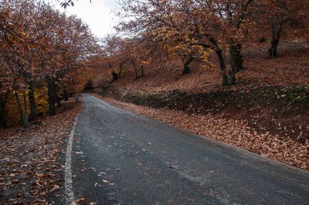 Autumnの写真素材