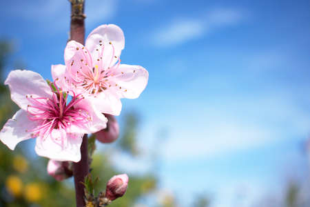 Freshly opened pink peach blossoms with a blue sky in the background and space for text or logoの写真素材