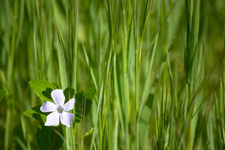 Beautiful little flower with long green grass in the background with space for text and logoの写真素材