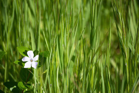 Pretty small little flower with long green grass in the background with space for a logo or and textの写真素材