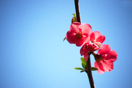 Beautiful japanese flowering quince flowers with a clear blue sky in the background and space for text and or logoの写真素材