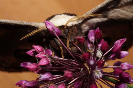 Close-up front view of a large peacock butterfly Saturnia pyri with wings and feathery whiskers sitting on a pink onion inflorescence in the North Caucasusの写真素材