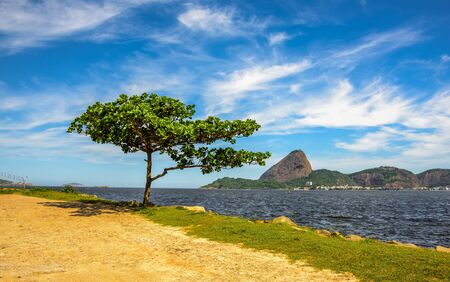 Lonely standing green tree and Guanabara Bay at sunny day with Sugarloaf Mountain in the background, Rio de Janeiro, Brazilの写真素材