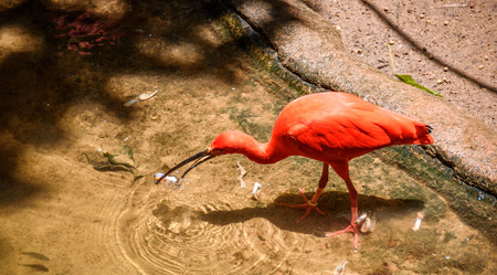 Scarlet Ibis standing in the pond with clear water and eating a piece of fish in Iguacu National Park, Foz de Iguacu, Parana State, Brazilの写真素材