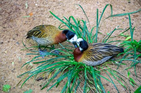 Tender kissing white-faced whistling ducks in the grass in Iguacu National Park of the Iguazu Falls, one of the worlds largest and most impressive waterfalls, Foz de Iguacu, Parana State, Brazilの写真素材