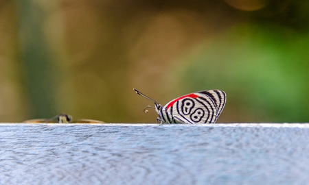 Diaethria anna, the Annas eighty-eight, a butterfly living in wet tropical forests in Central America and South America and is named for its pigmentation, in Iguazu National Park, Parana, Brazilの写真素材