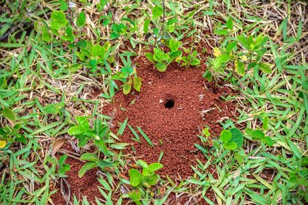 Small anthill with a hole on the ground with little plants and green grass around it at summer sunny dayの写真素材
