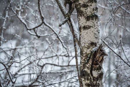 Trunk of birch and pattern of branches covered with snow at snowy spring in Moscowの写真素材