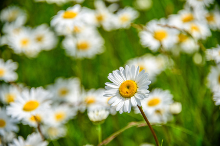 Close-up alone chamomile in focus on a background of a blurry camomile field at summer sunny dayの写真素材