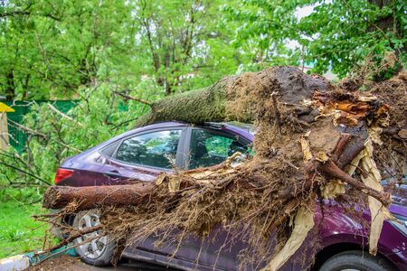 Gigantic roots of the fallen toppled tree, covered with moss, crushed parked purple car and broke the window as a result of the severe hurricane winds in one of courtyards of Moscow cityの写真素材