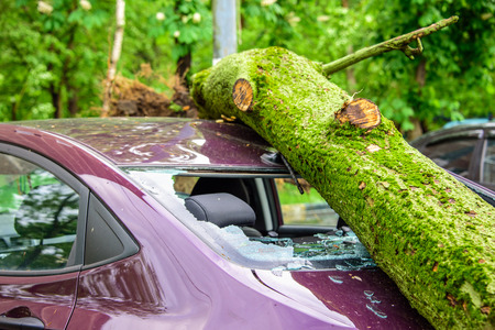 Gigantic fallen toppled tree covered with moss crushed parked purple car, broke the window and antenna as a result of the severe hurricane winds in one of courtyards of Moscowの写真素材