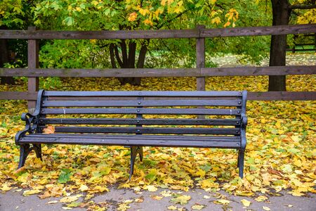 View of wooden bench and grass covered with autumn golden leaves with wooden fence and green trees and bushes on the background in Kolomenskoye park at warm November day, Moscow city, Russiaの写真素材
