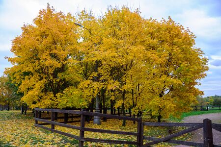 View of colorful alley of yellowed maple trees, tall street light, brown low fence, green lawn with yellow leaves on it and blue sky in Kolomenskoye park at autumn cold day in Moscow city, Russiaの写真素材