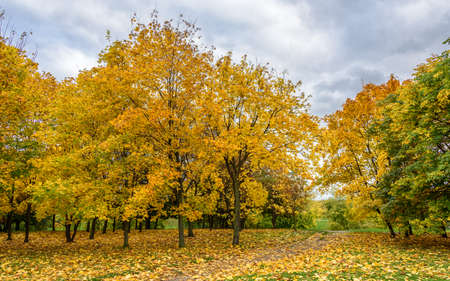 View of colorful alley with yellowed maple trees and green chestnuts, green lawn and pathway covered with autumn leaves and dull sky in Kolomenskoye park at November cold day in Moscow city, Russiaの写真素材
