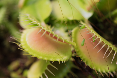 Closeup of green Venus flytrap, carnivorous plant, at greenhouse of Botanical Gardenの写真素材
