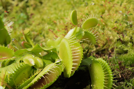 Closeup of green Venus flytrap, carnivorous plant, on the background of moss at greenhouse of...
