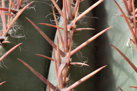 Closeup of coral cactus prickles on the background of the ribs of cactusの写真素材