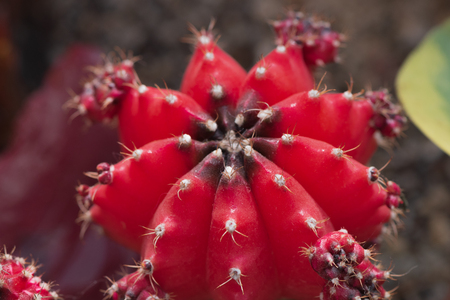 Closeup of the moon cactus created by the red Gymnocalicium mihanowichii grafted onto the hylocereus cactus at greenhouse of Botanical Gardenの写真素材