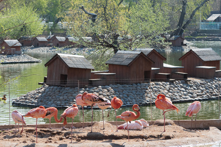 Flock of sleeping pink and red flamingos standing on one leg with wooden bird houses at the island on the background in Moscow Zooの写真素材