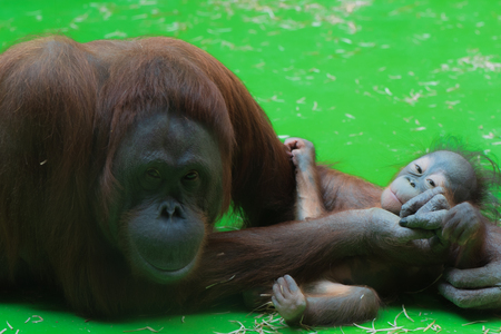 Smiling mummy orangutan taking care of her sleepy cute little baby with green floor on the backgroundの写真素材