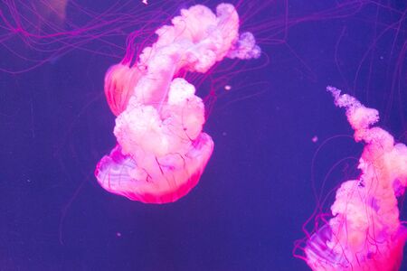 Close up of two luminous pink jellyfish glowing in dark blue water of aquariumの写真素材