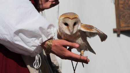 Male of the barn owl sitting on the hand of woman wearing ancient gold bracelet and medieval costume on the background of white wallの写真素材