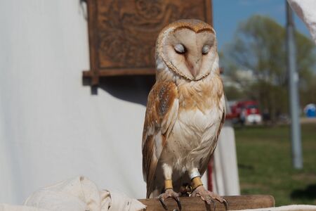 Male of barn owl with closed eyes sitting on wood stick on background of white wall of tent with wooden picture on itの写真素材