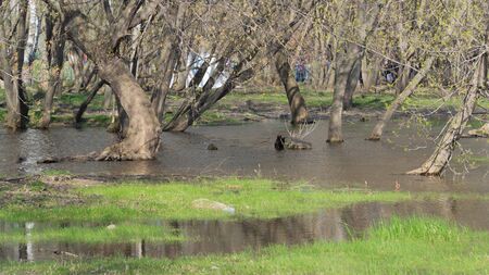 Freshet with trees staying in the water and blurry people far away on the backgroundの写真素材