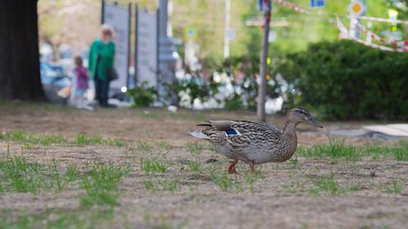 Closeup of the walking mottled female mallard on the background of the blurry people, trees and roadの写真素材