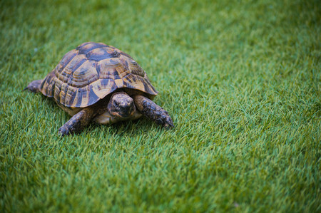 turtle dwells in the grassの写真素材
