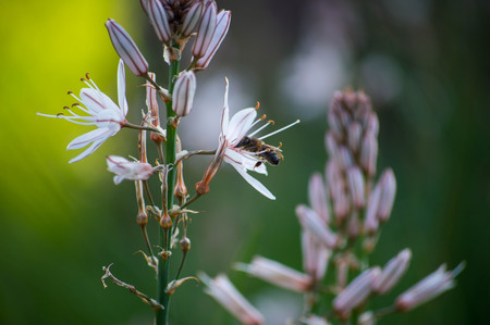 bee close up view on a violet flower collectingの写真素材