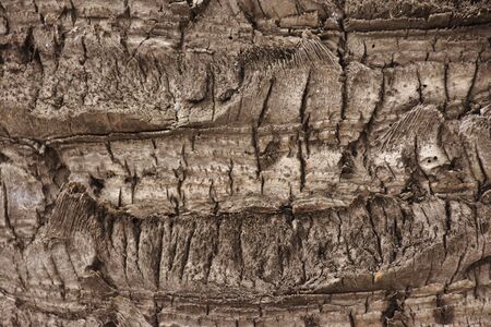 Canarian palm tree trunk