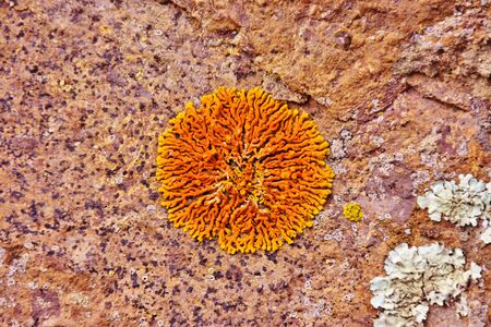 Orange lichen in Grand Canaryの写真素材
