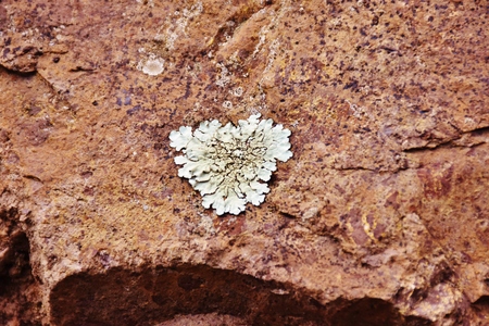 Lichen in Caldera of Bandama, Grand Canaryの写真素材