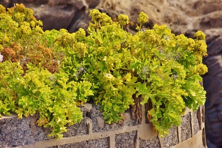 Astydamia latifolia