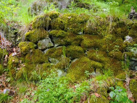 Stones of rocky hills covered with dense green moss. Borjomi, Georgia. Close-up.の写真素材