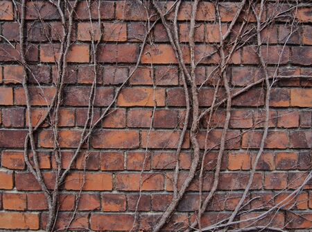 Background wall of red brick entwined with ivy creeperの写真素材