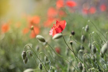A close up of a red poppyの写真素材