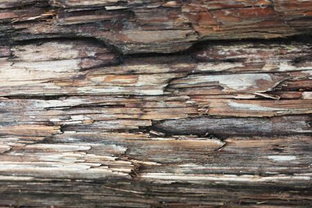 wood texture backgroundの写真素材