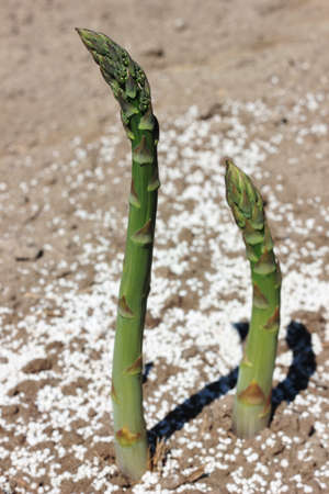 fresh green asparaguの写真素材