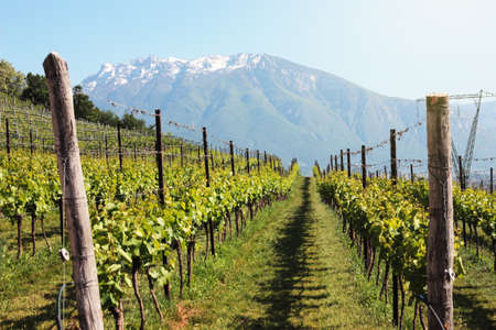 vineyard on the Italian hillsの写真素材