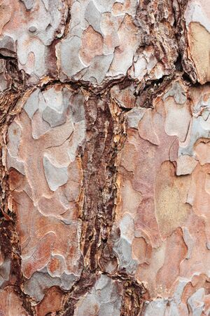 texture of tree barkの写真素材