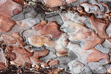 texture of tree barkの写真素材