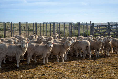 flock of sheep, enclosed in a pen in the Argentine countryside