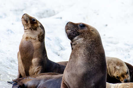 seals on the rocks, on the beaches of Puerto Madryn, Patagonia Argentinaの写真素材