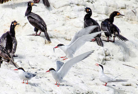 bird feeding its chicks in the nest by the seaの写真素材