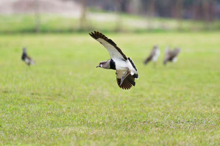 Group of birds guarding their territory in a defiant attitudeの写真素材