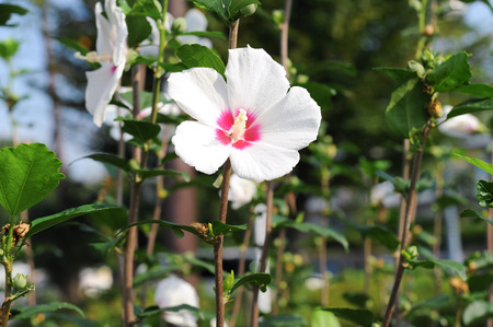 The beauty of the hibiscus syriacus flower (rose of sharon), biblical reference in song of solomon 2: 1.の写真素材